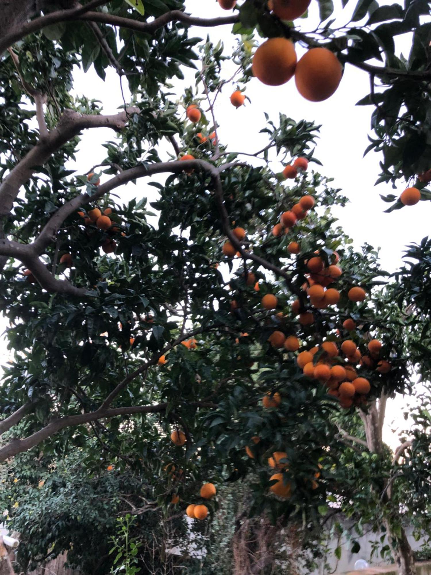 Villa Caterina B&B 普罗奇达 外观 照片